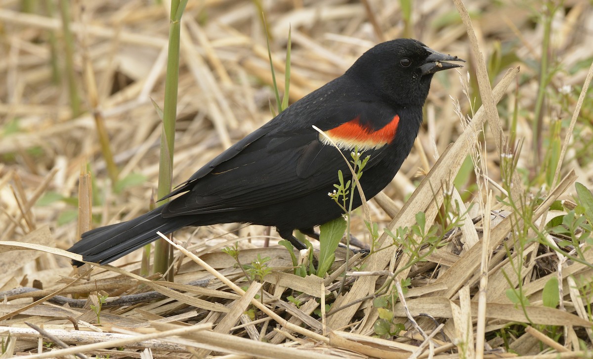 Red-winged Blackbird (Red-winged) - ML617930870