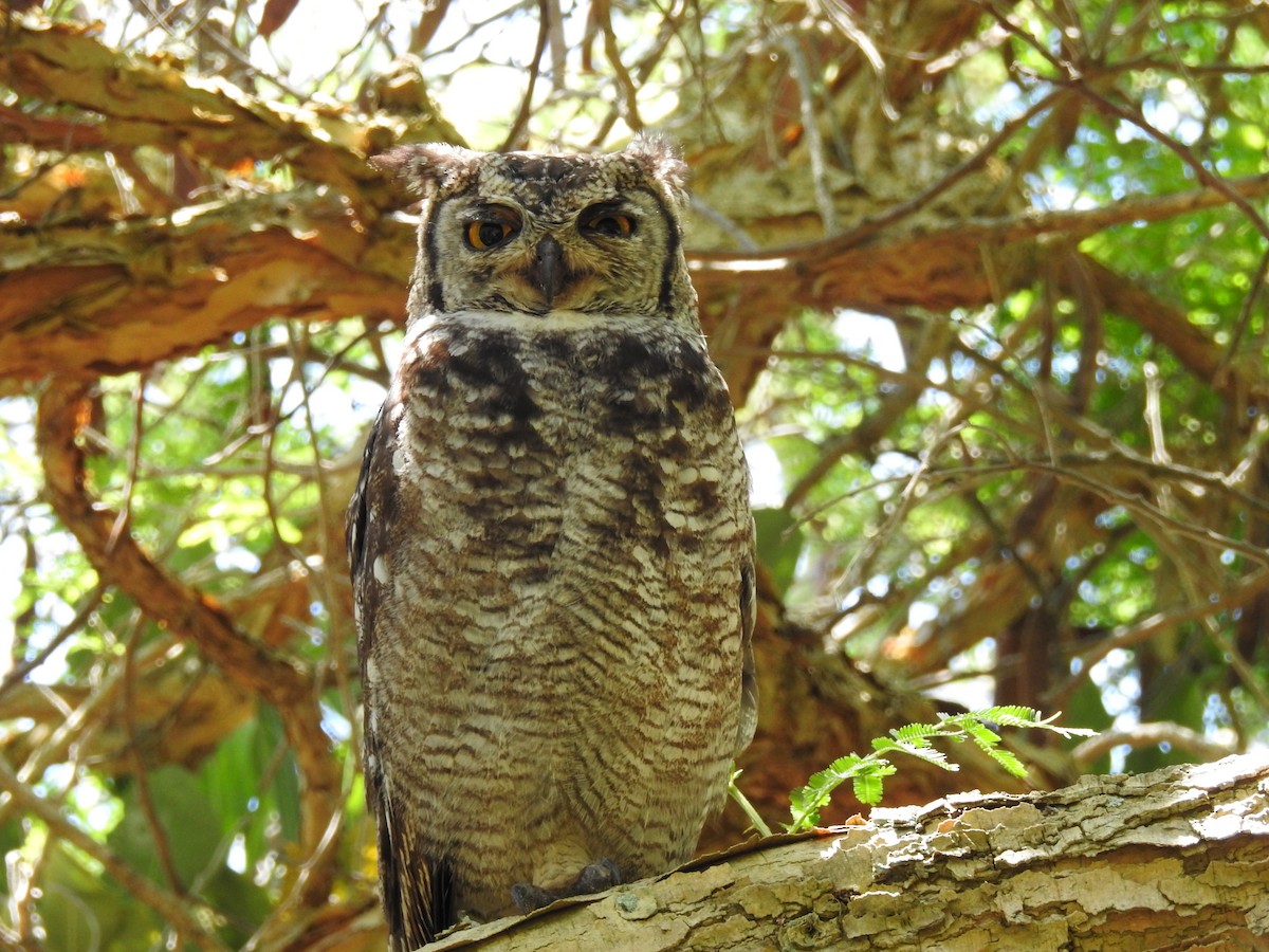 Spotted Eagle-Owl - ML617930935