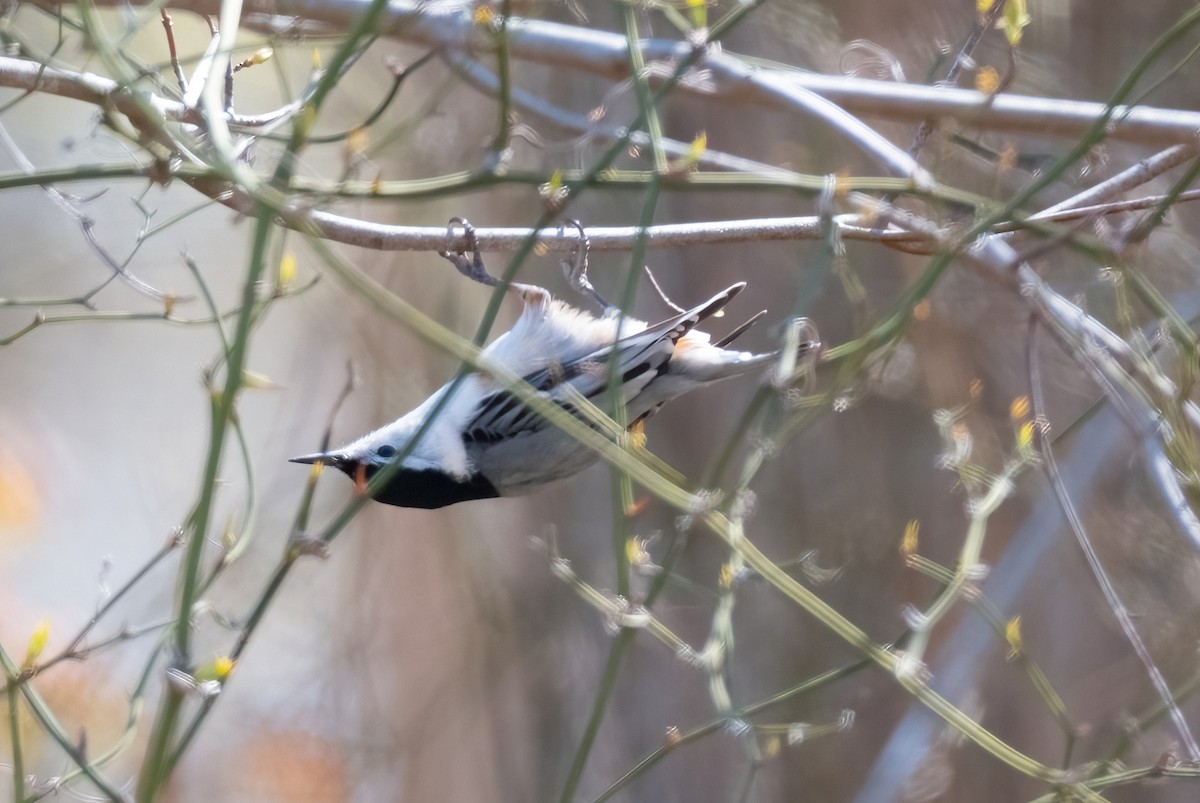 White-breasted Nuthatch - ML617930974