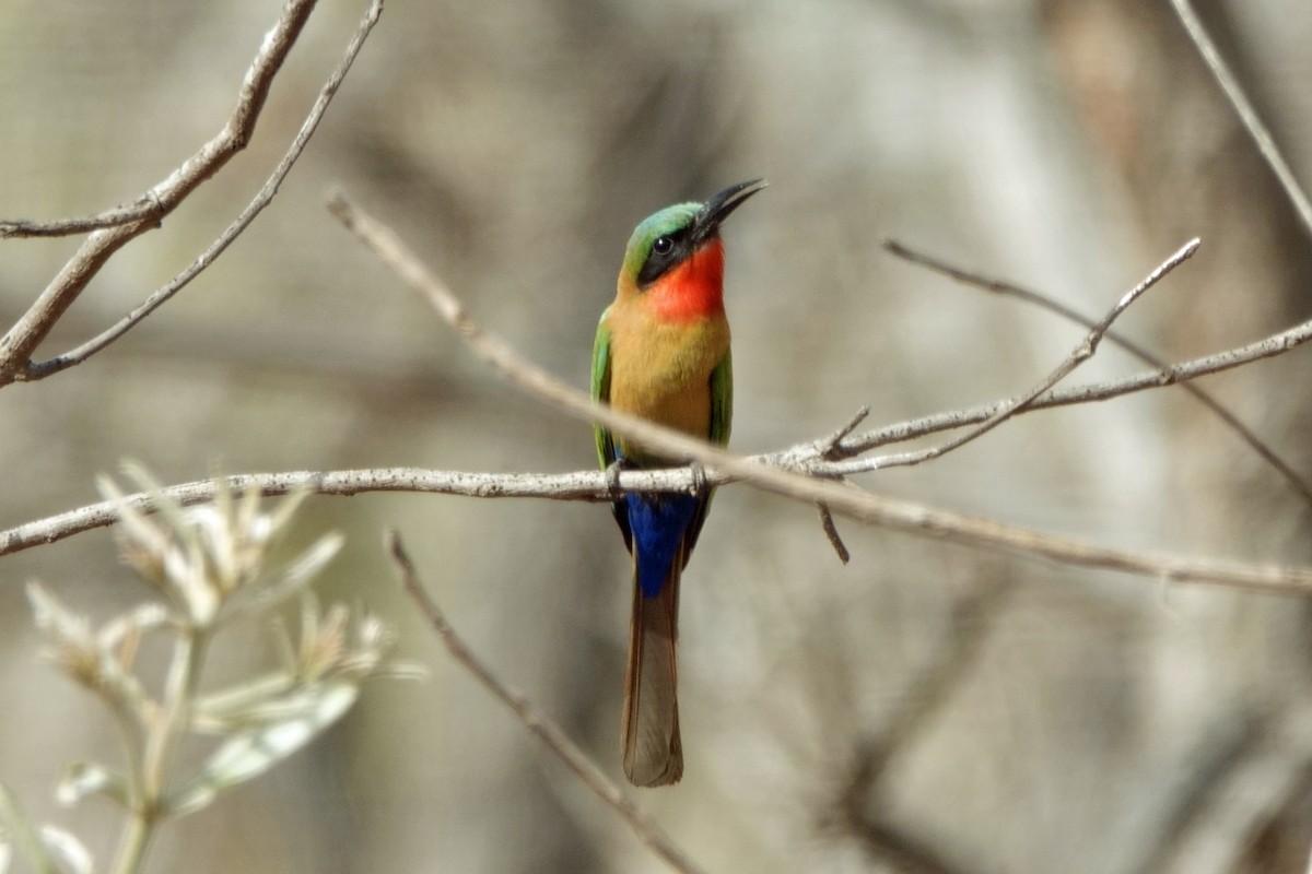 Red-throated Bee-eater - Carl Haynie