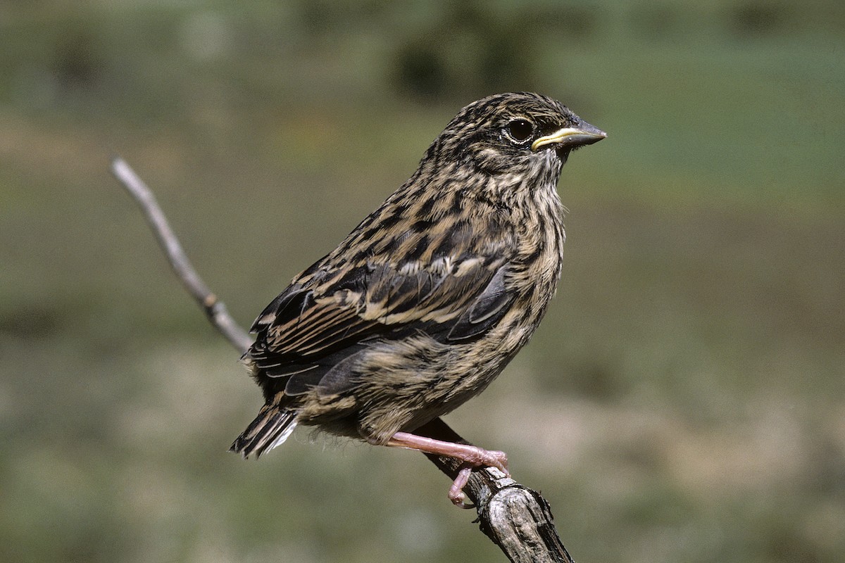 Rock Bunting - Peter Castell