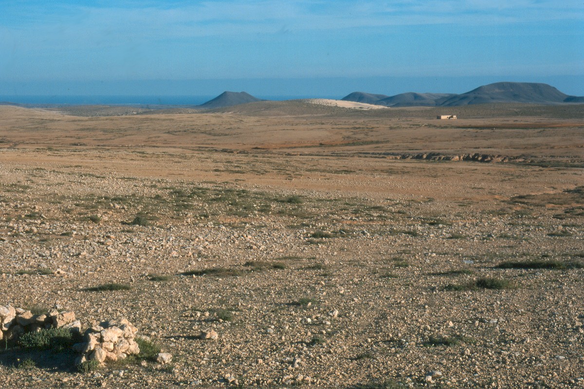 Saharakragentrappe (fuertaventurae) - ML617931154