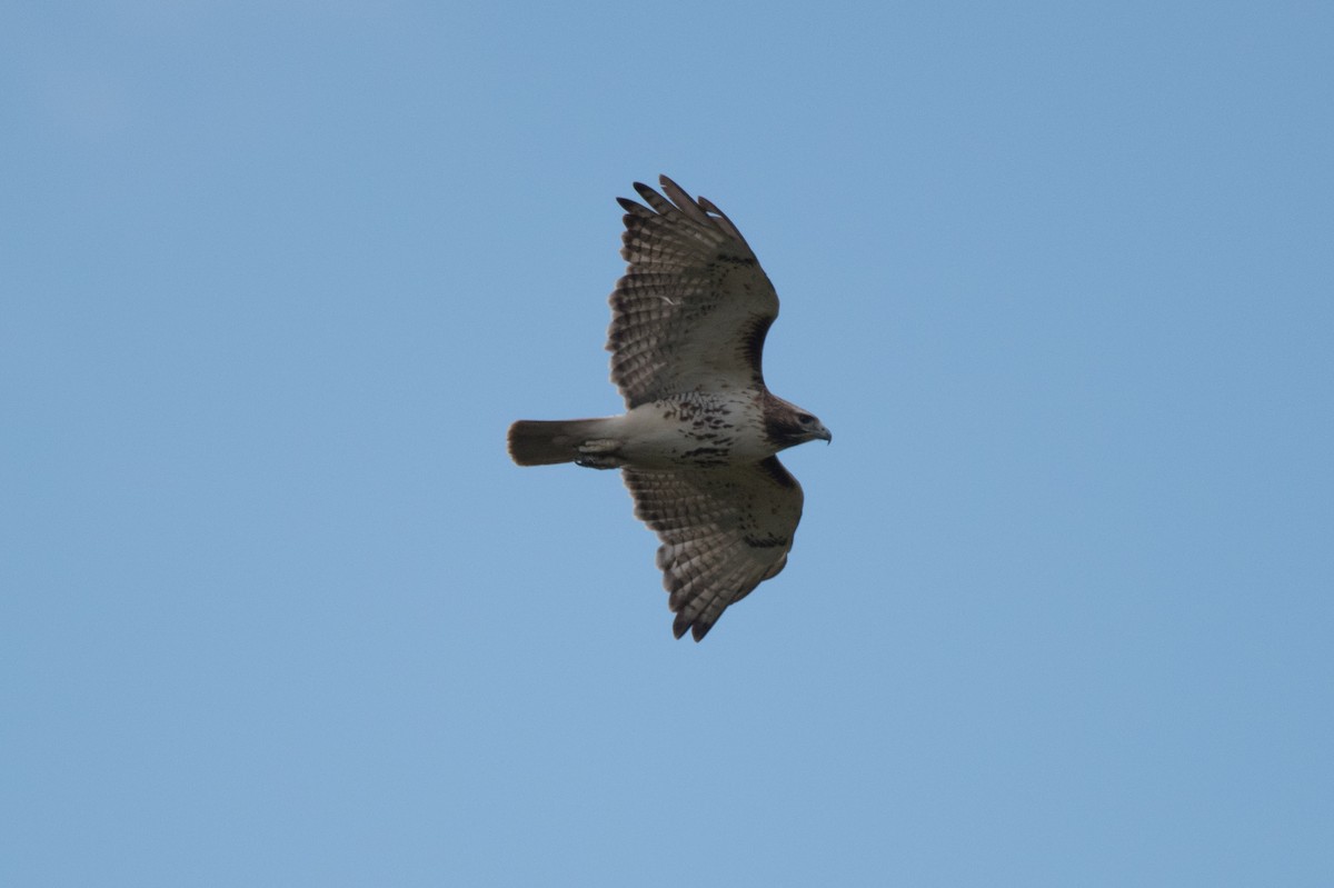 Red-tailed Hawk - C  Thorn