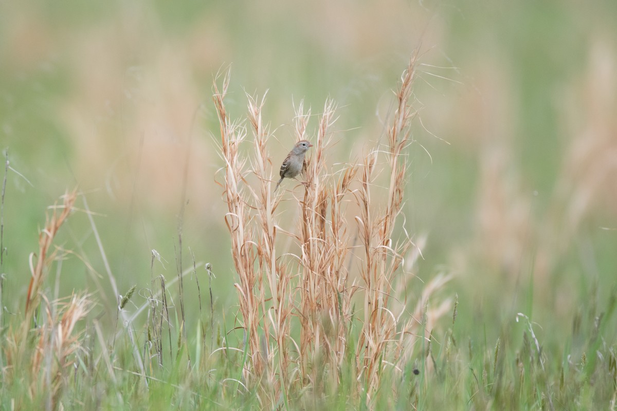 Field Sparrow - ML617931216