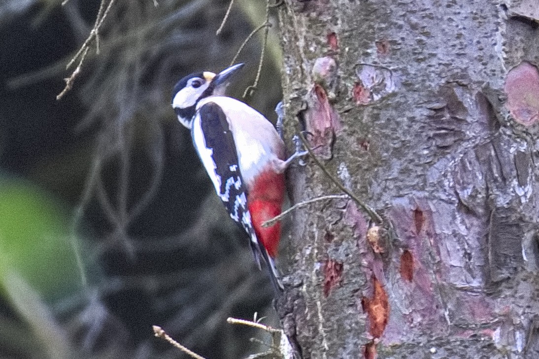 Great Spotted Woodpecker - ML617931225