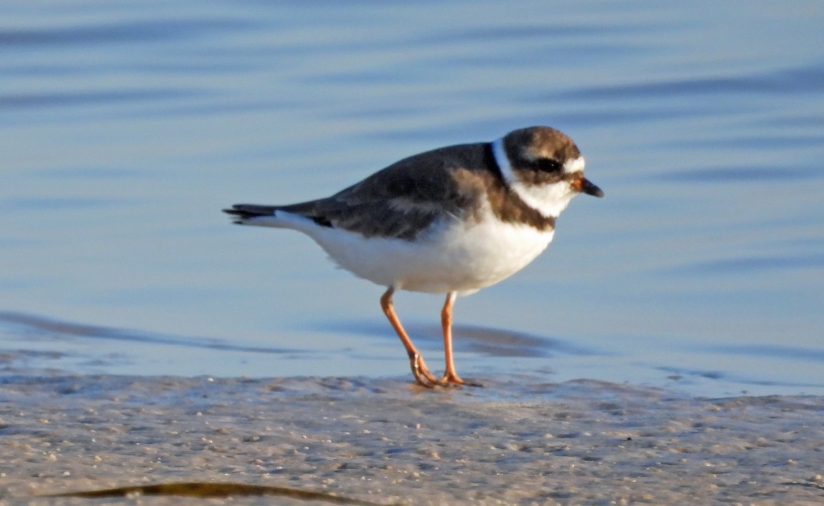 Semipalmated Plover - ML617931230