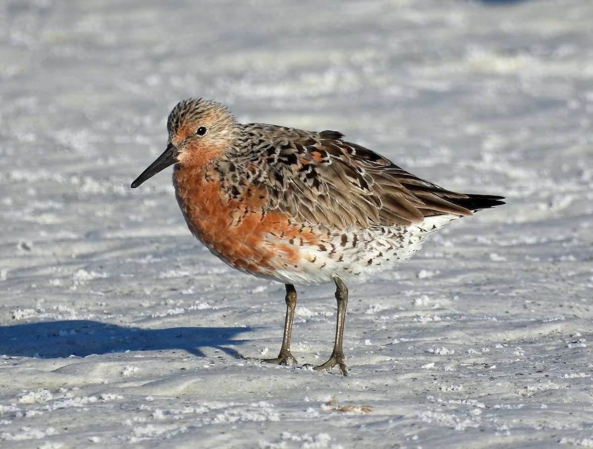 Red Knot - ML617931248