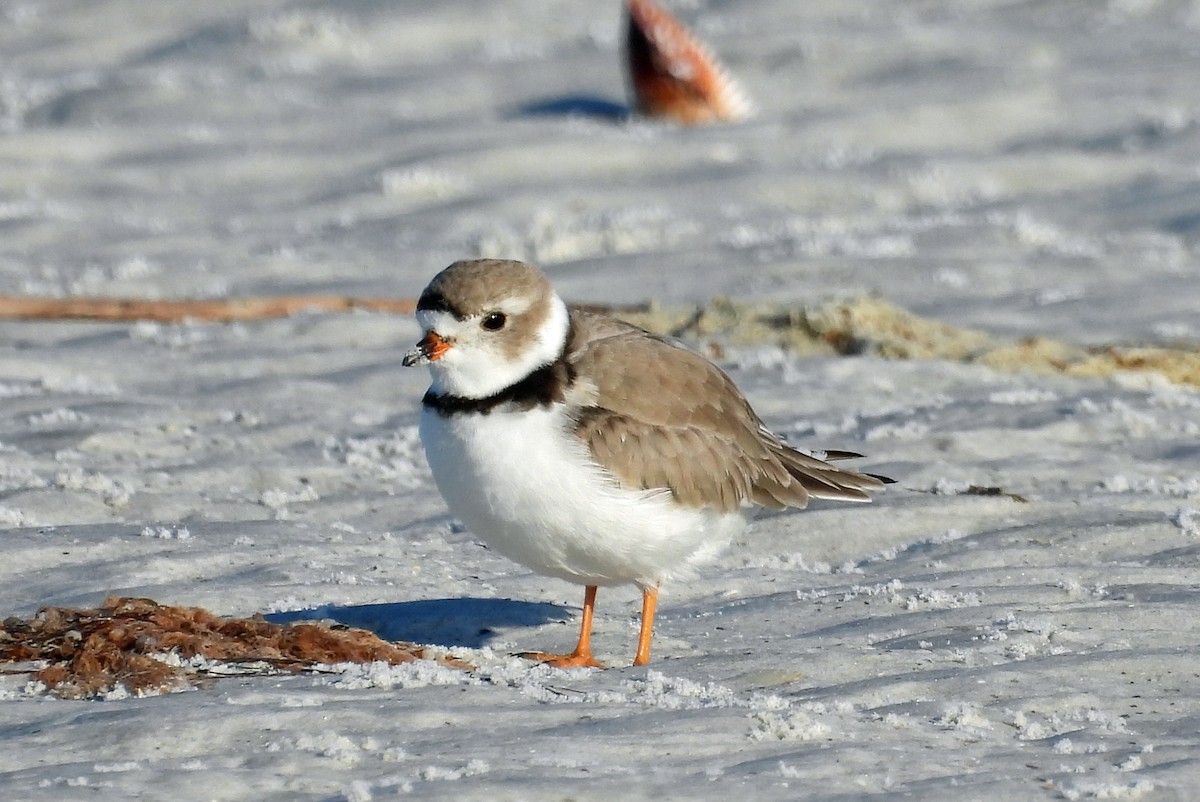 Piping Plover - ML617931262