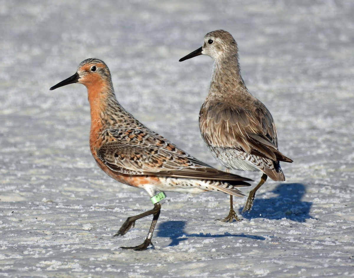 Red Knot - ML617931287