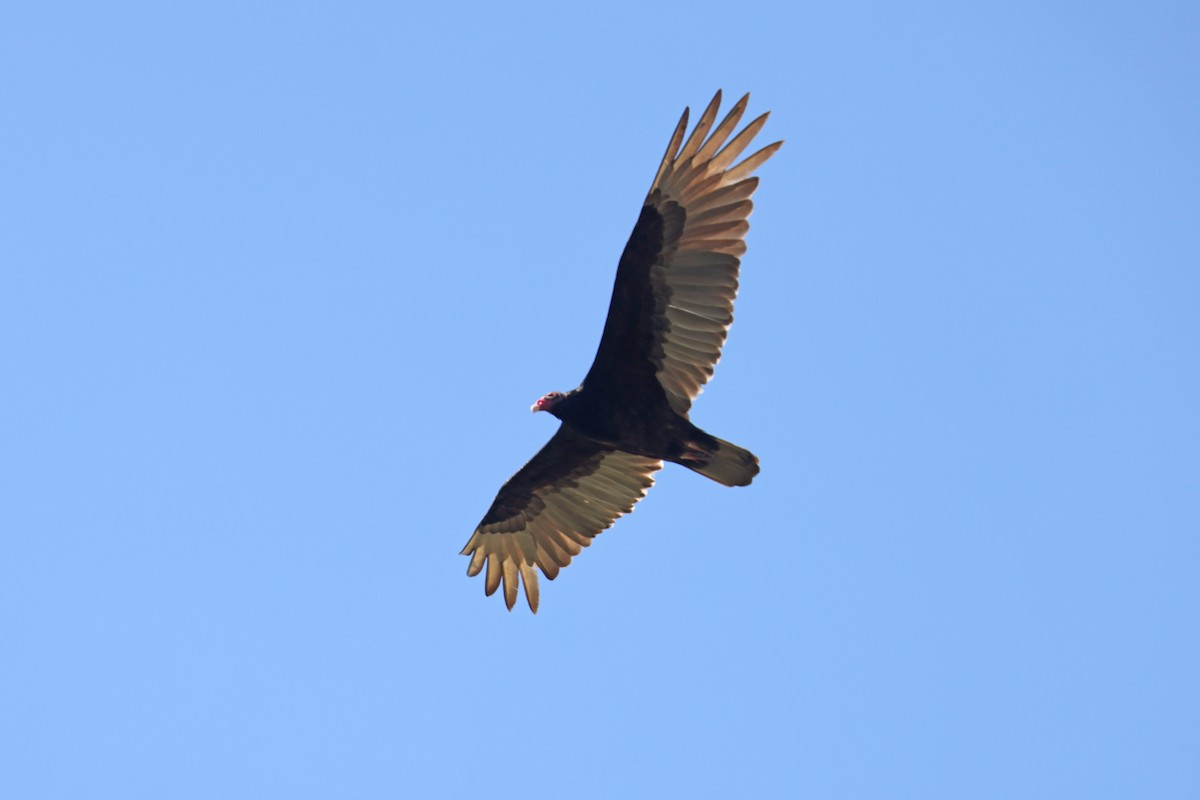 Turkey Vulture - Larry Van Buren