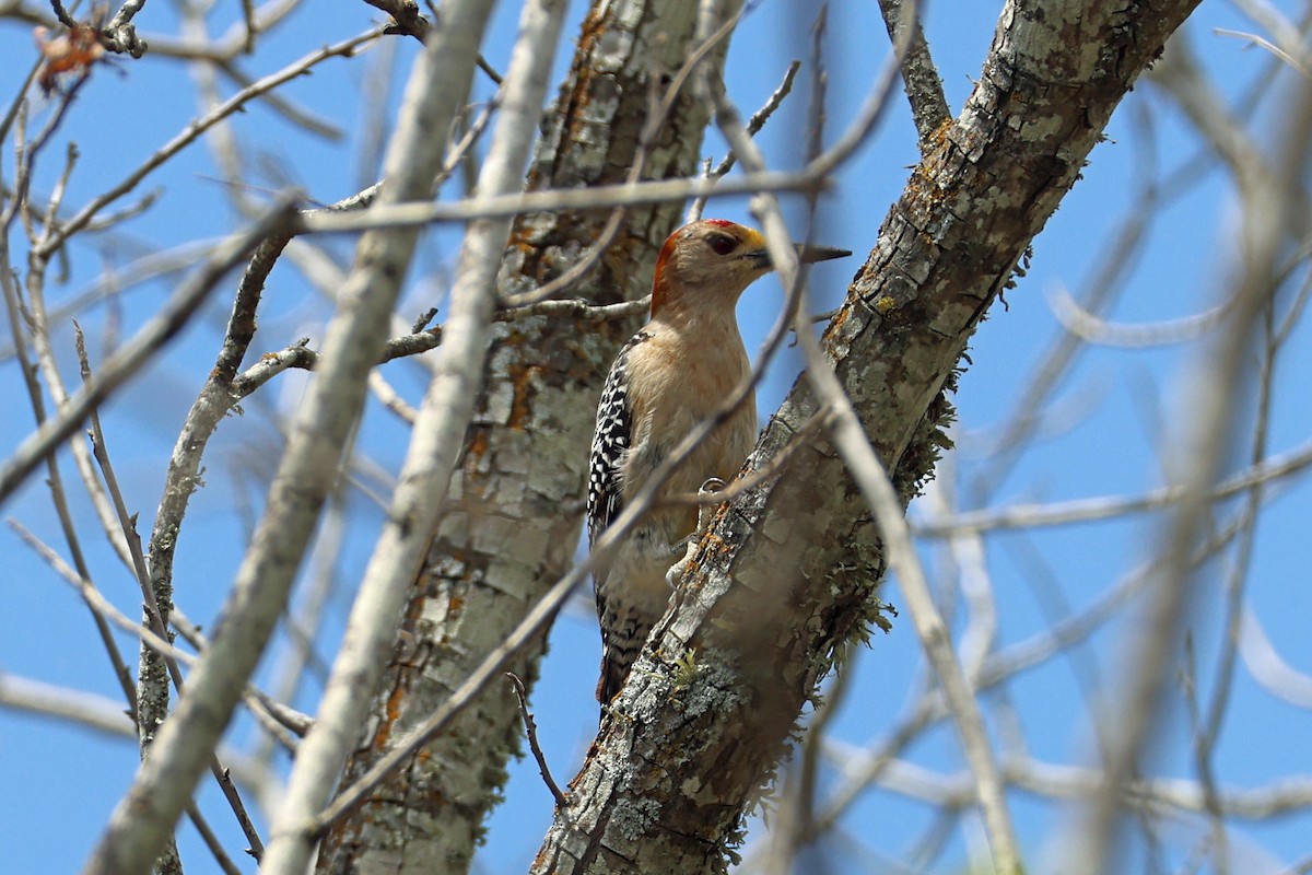 Golden-fronted Woodpecker - Larry Van Buren