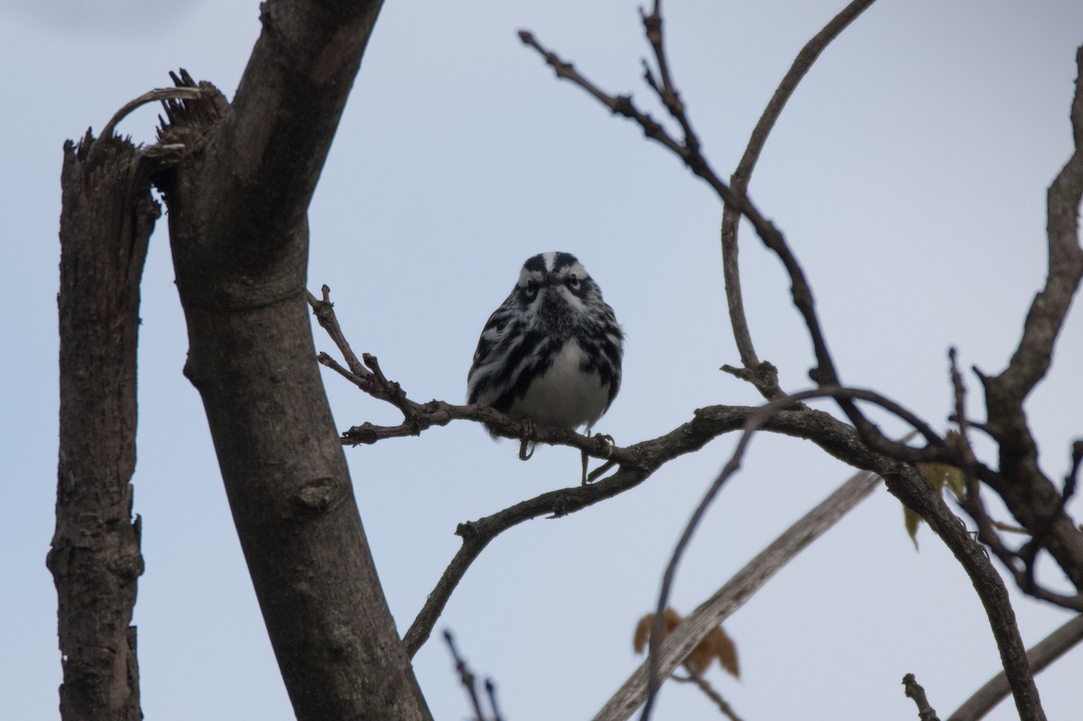 Black-and-white Warbler - C  Thorn