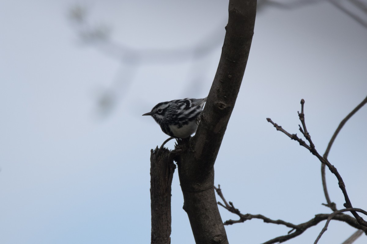 Black-and-white Warbler - ML617931424