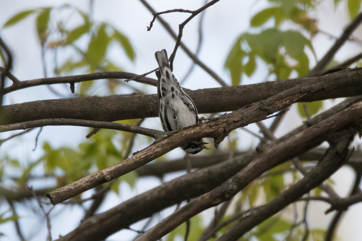 Black-and-white Warbler - ML617931425