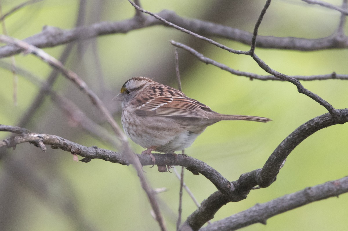 White-throated Sparrow - ML617931437
