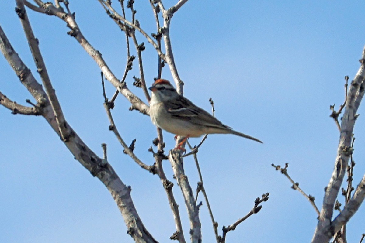 Chipping Sparrow - Larry Van Buren