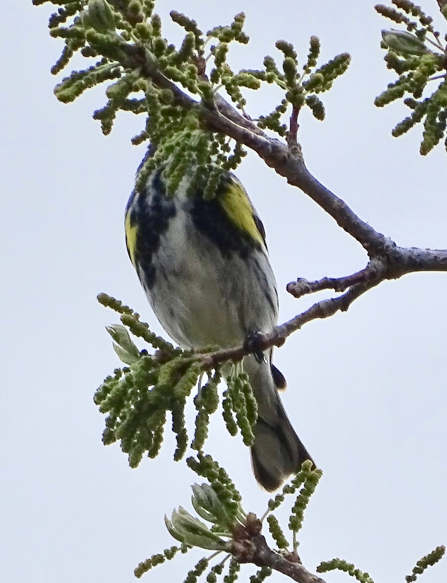Yellow-rumped Warbler (Myrtle) - Alan de Queiroz