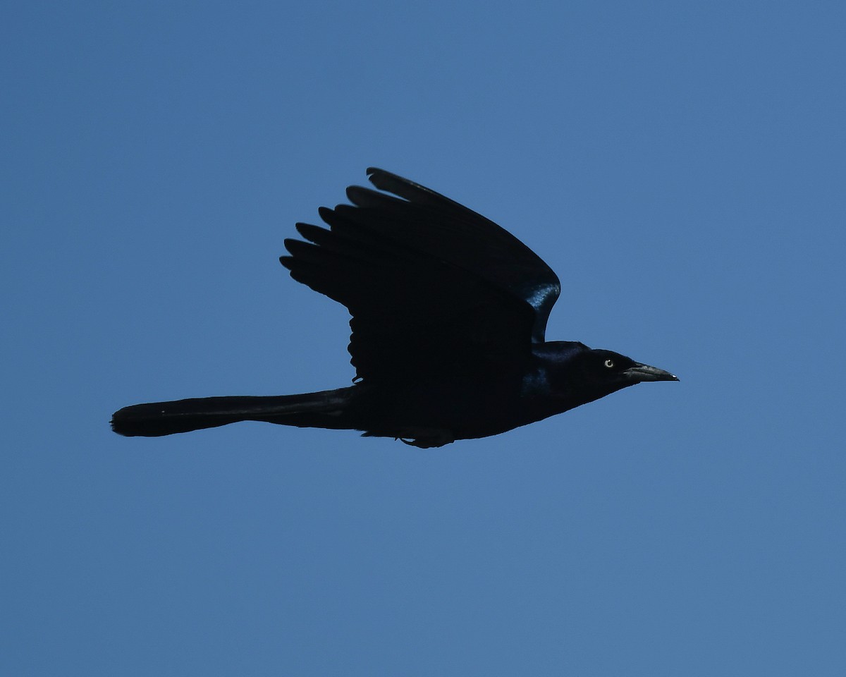 Boat-tailed Grackle - ML617931489