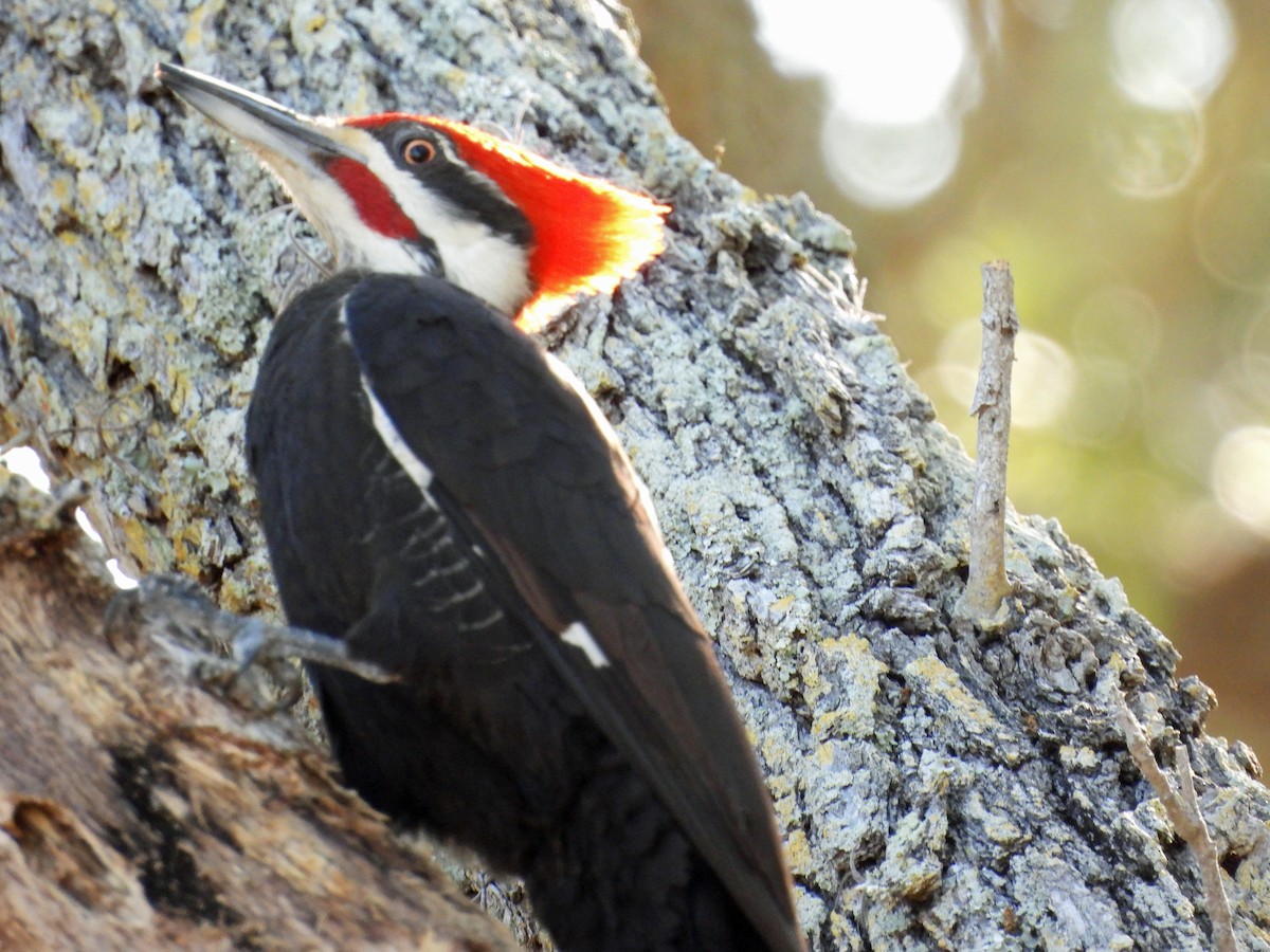 Pileated Woodpecker - ML617931520