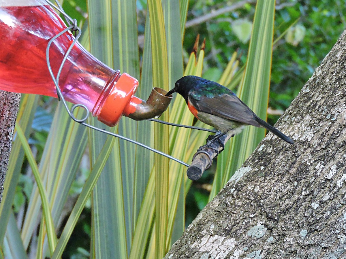 Greater Double-collared Sunbird - Andrew Cauldwell