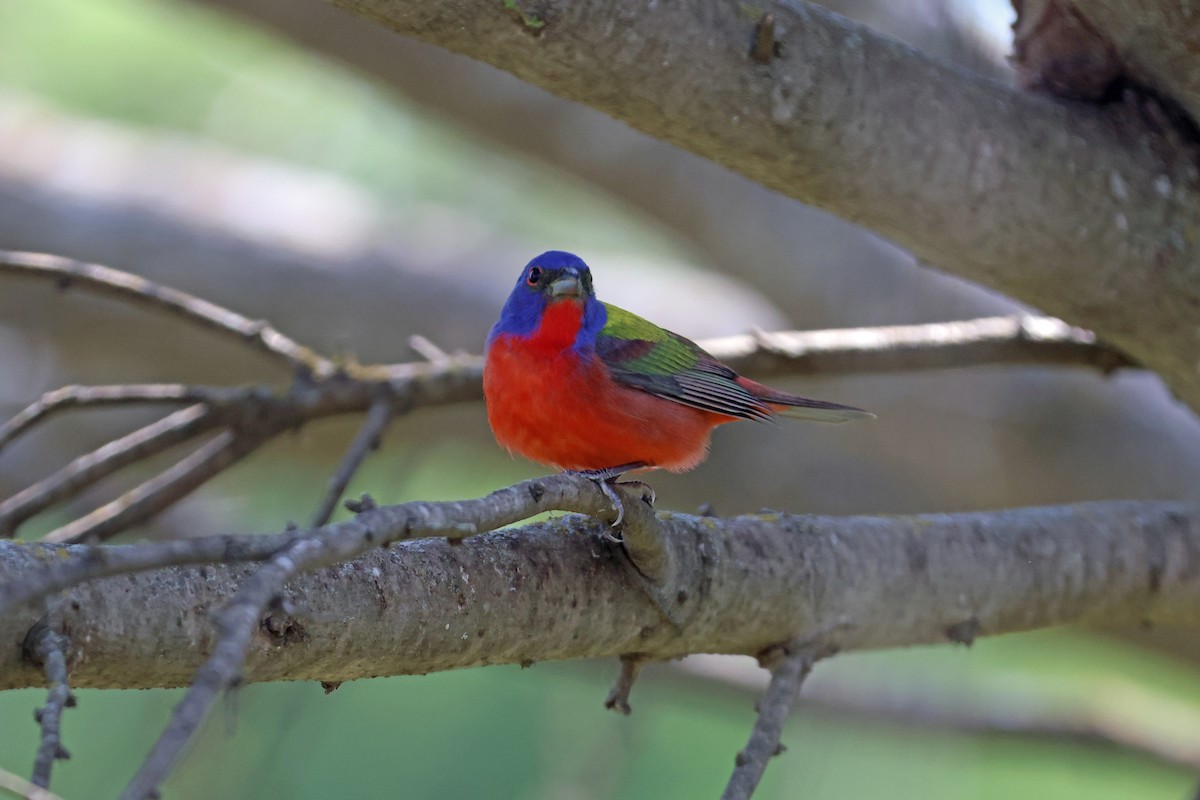 Painted Bunting - ML617931547