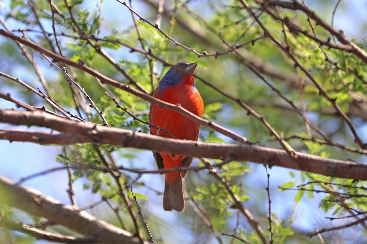 Painted Bunting - ML617931548