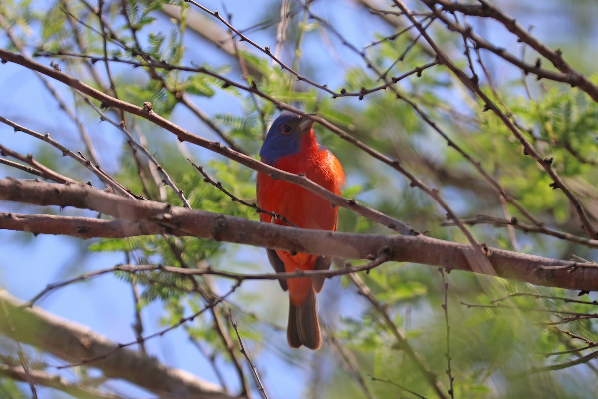 Painted Bunting - ML617931550