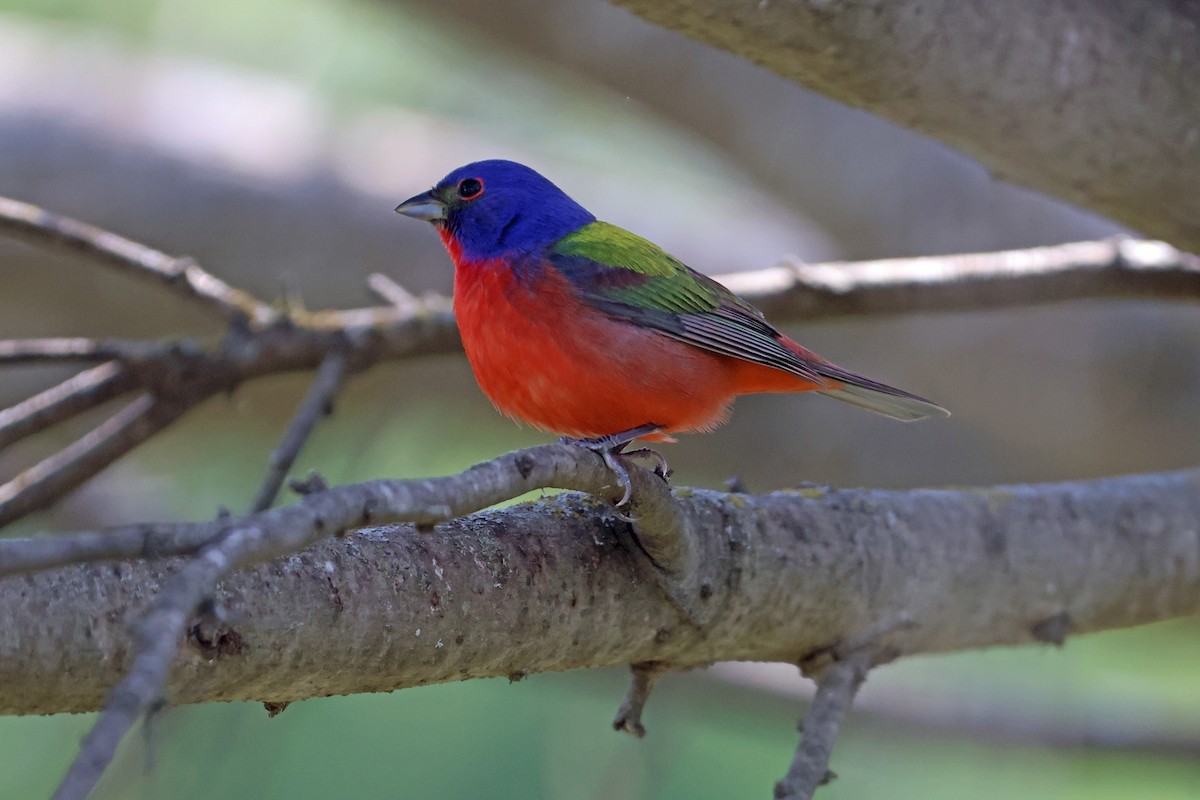 Painted Bunting - ML617931553