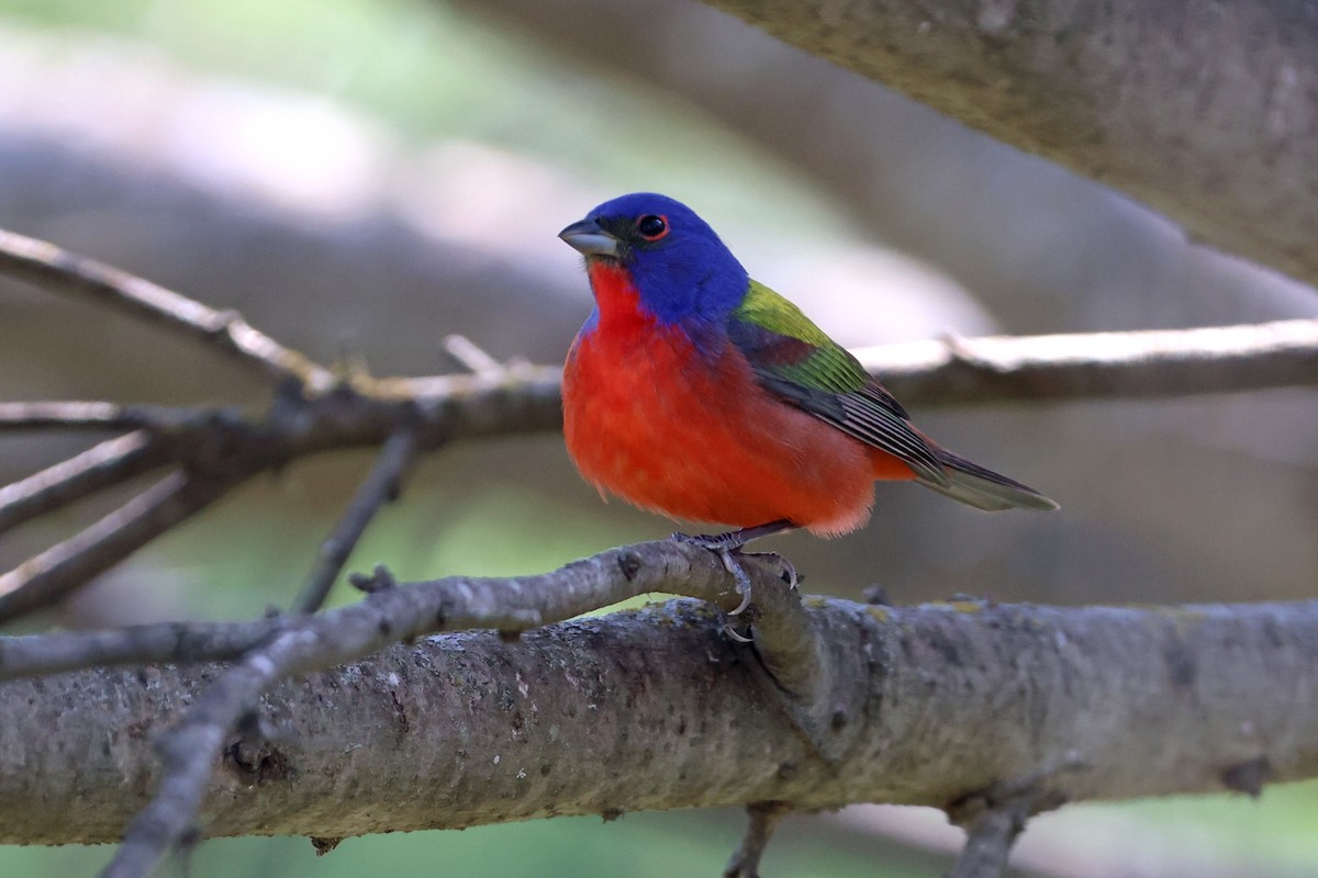 Painted Bunting - ML617931554