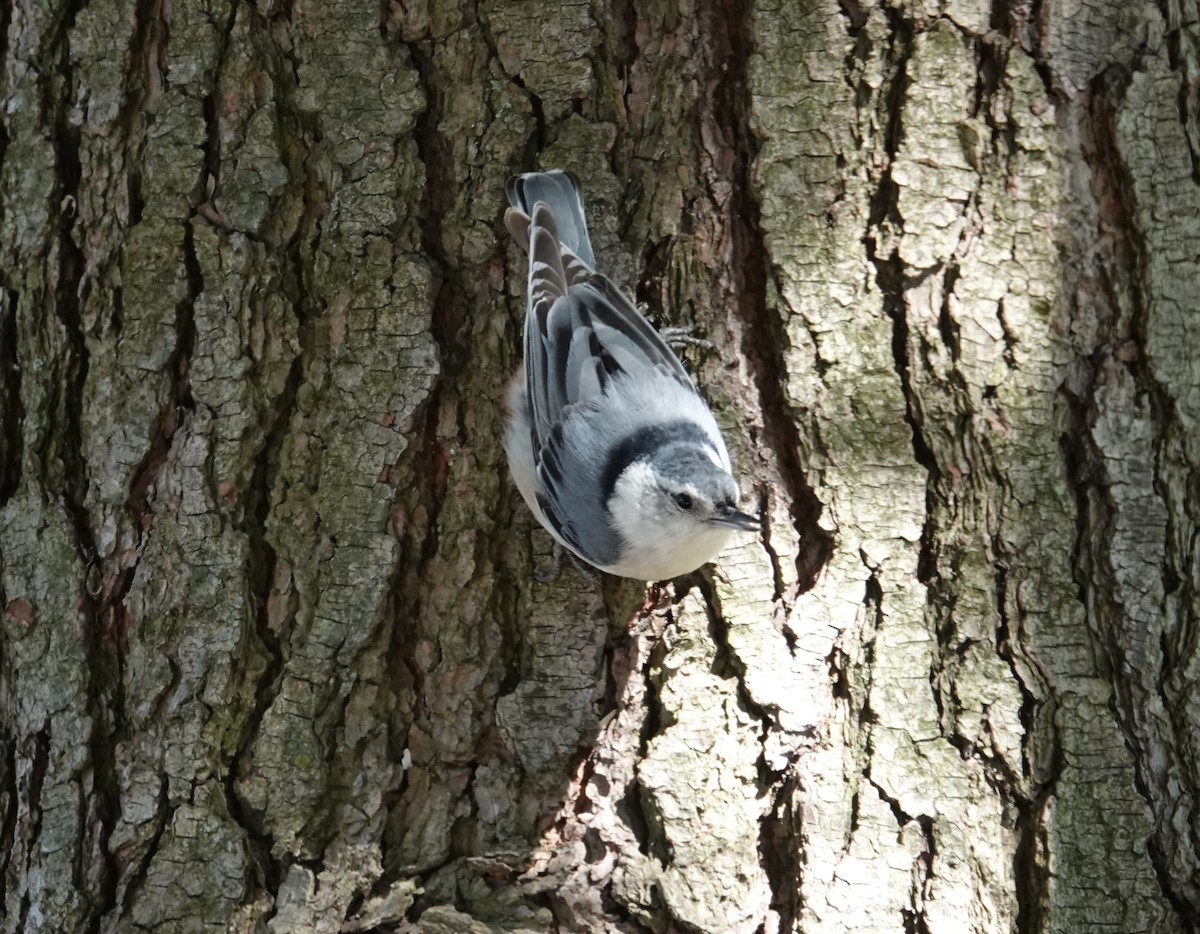 White-breasted Nuthatch - ML617931555