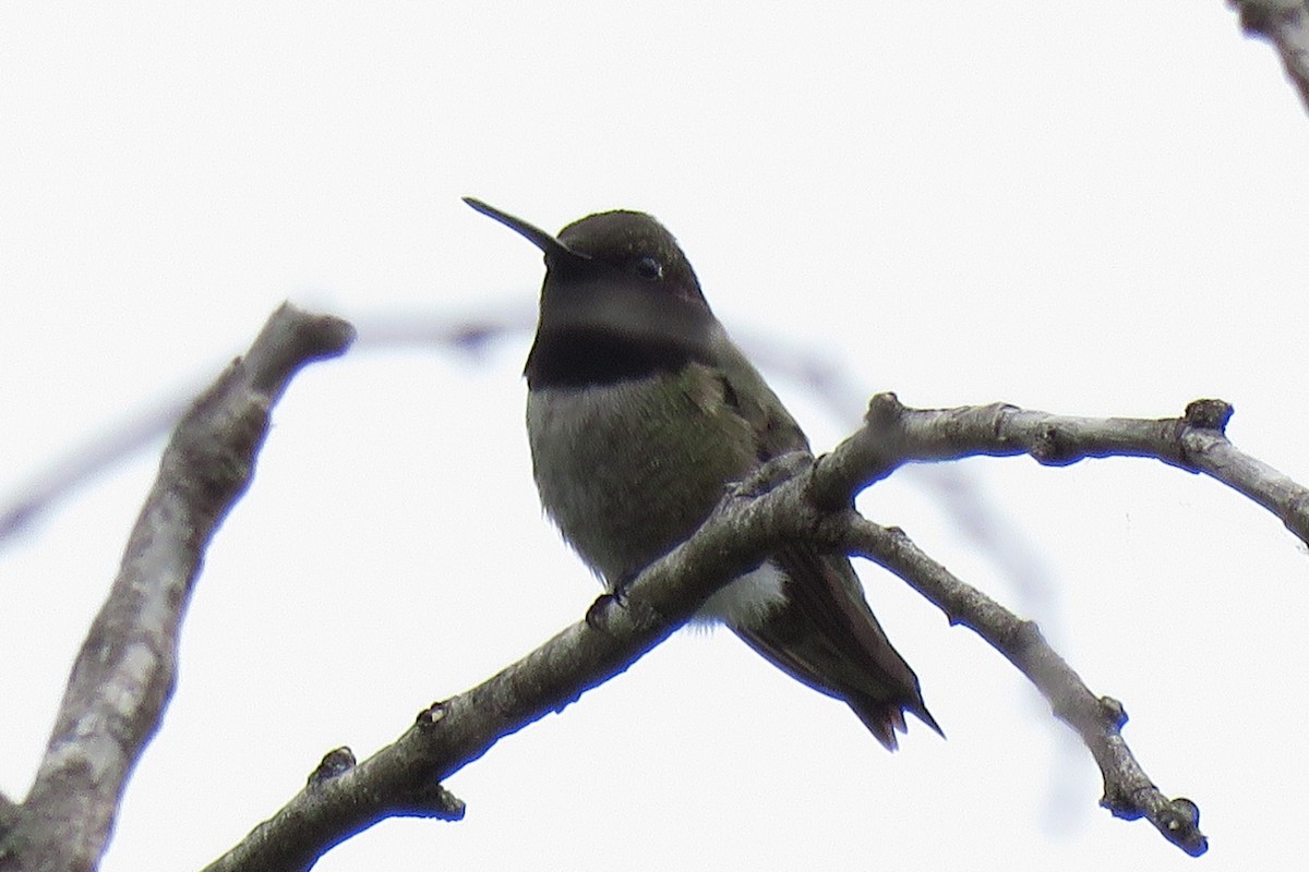 Black-chinned Hummingbird - Misty G