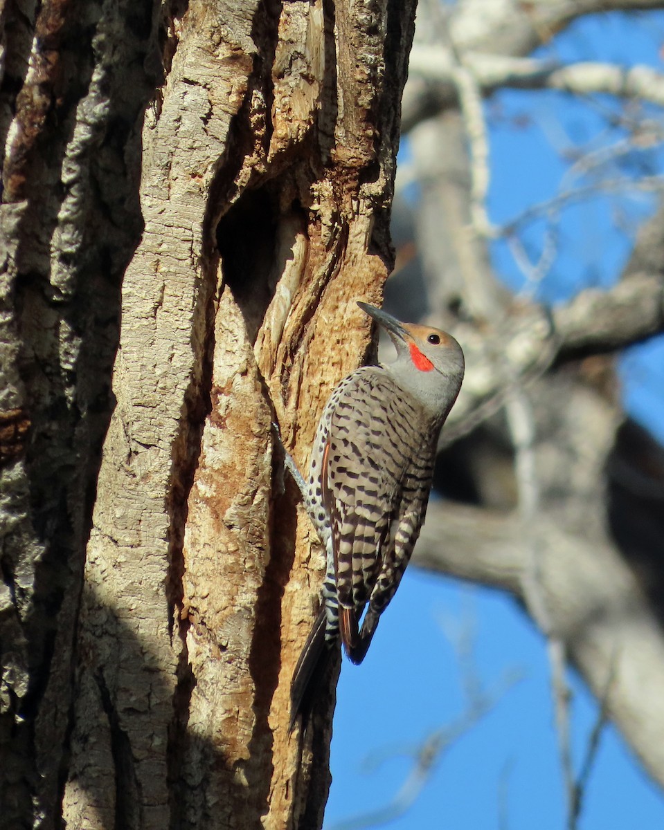 Northern Flicker (Red-shafted) - ML617931647