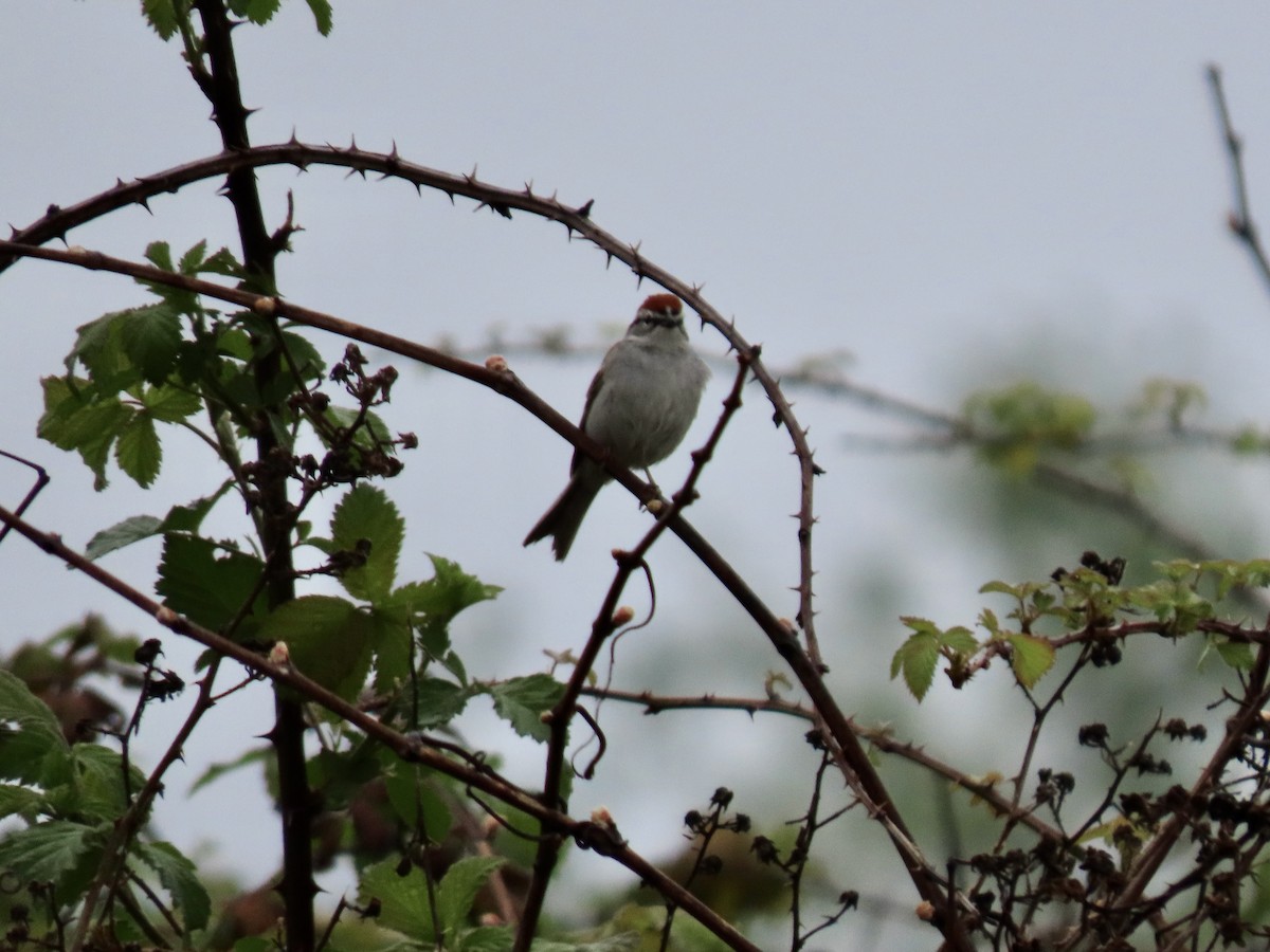 Chipping Sparrow - ML617931655