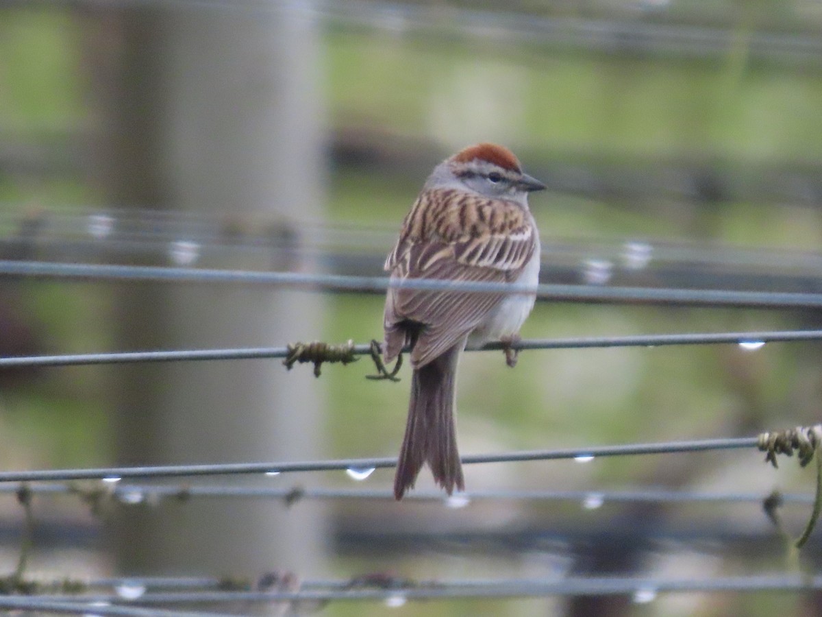 Chipping Sparrow - ML617931657