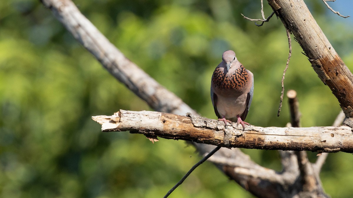 Laughing Dove - ML617931682