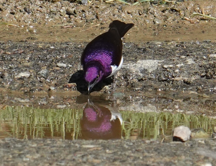 Violet-backed Starling - ML617931699