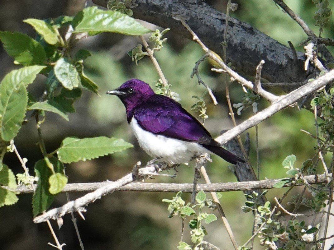 Violet-backed Starling - ML617931705