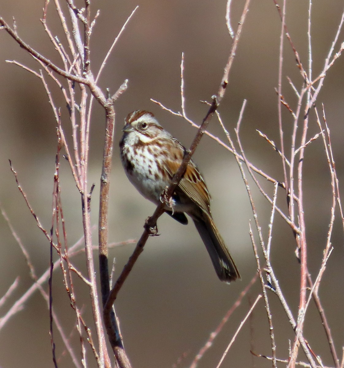 Song Sparrow - JoAnn Potter Riggle 🦤