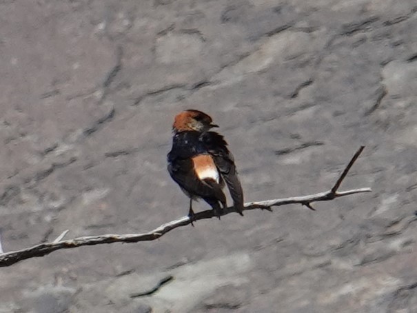 Red-rumped Swallow (Red-rumped) - ML617931717