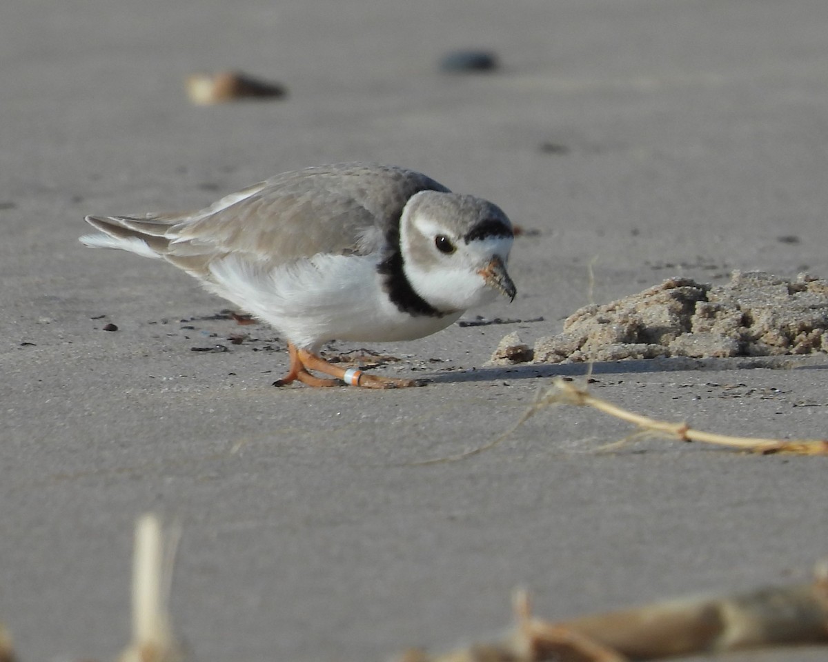 Piping Plover - ML617931718