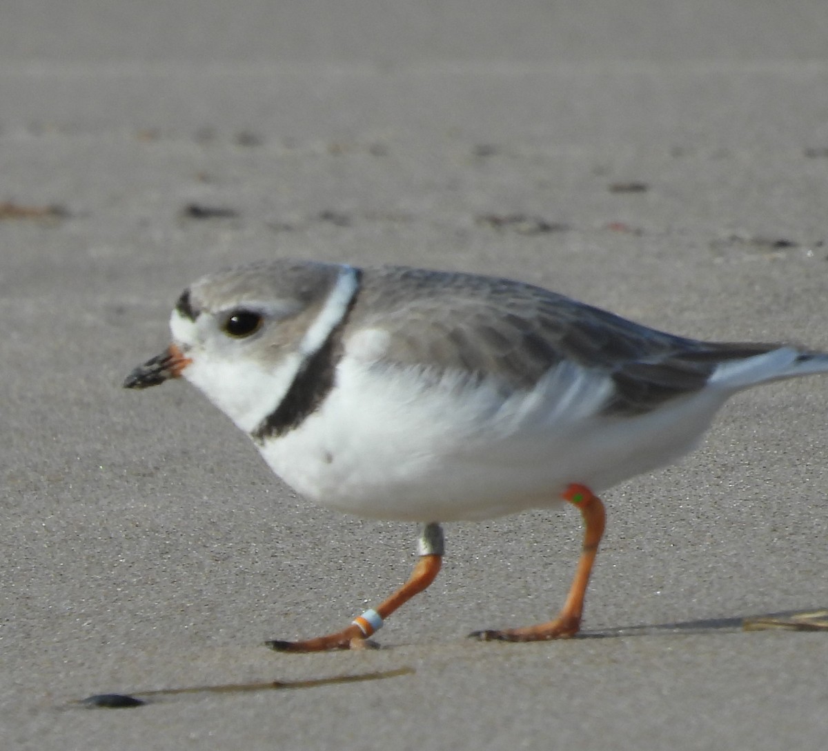 Piping Plover - ML617931719