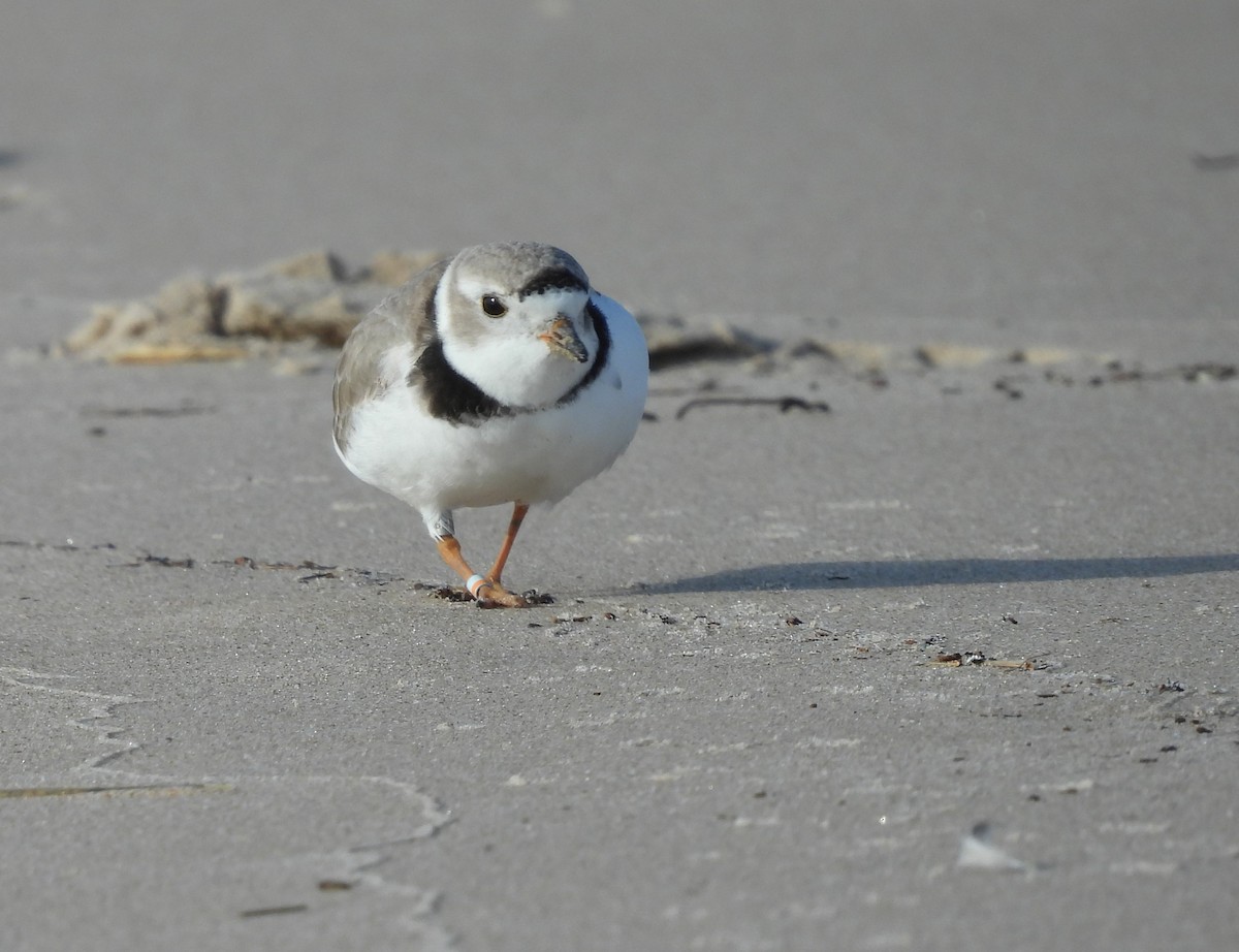 Piping Plover - ML617931720
