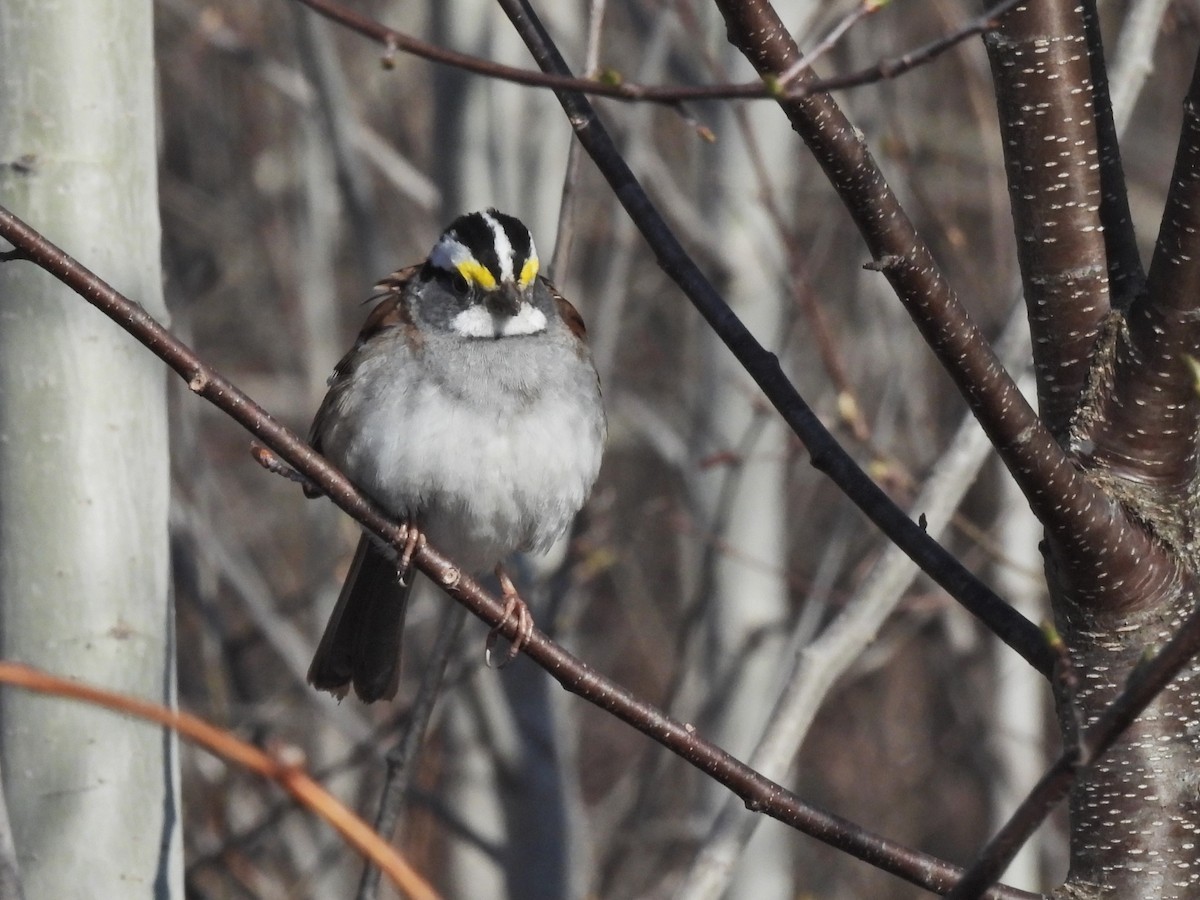 White-throated Sparrow - ML617931738