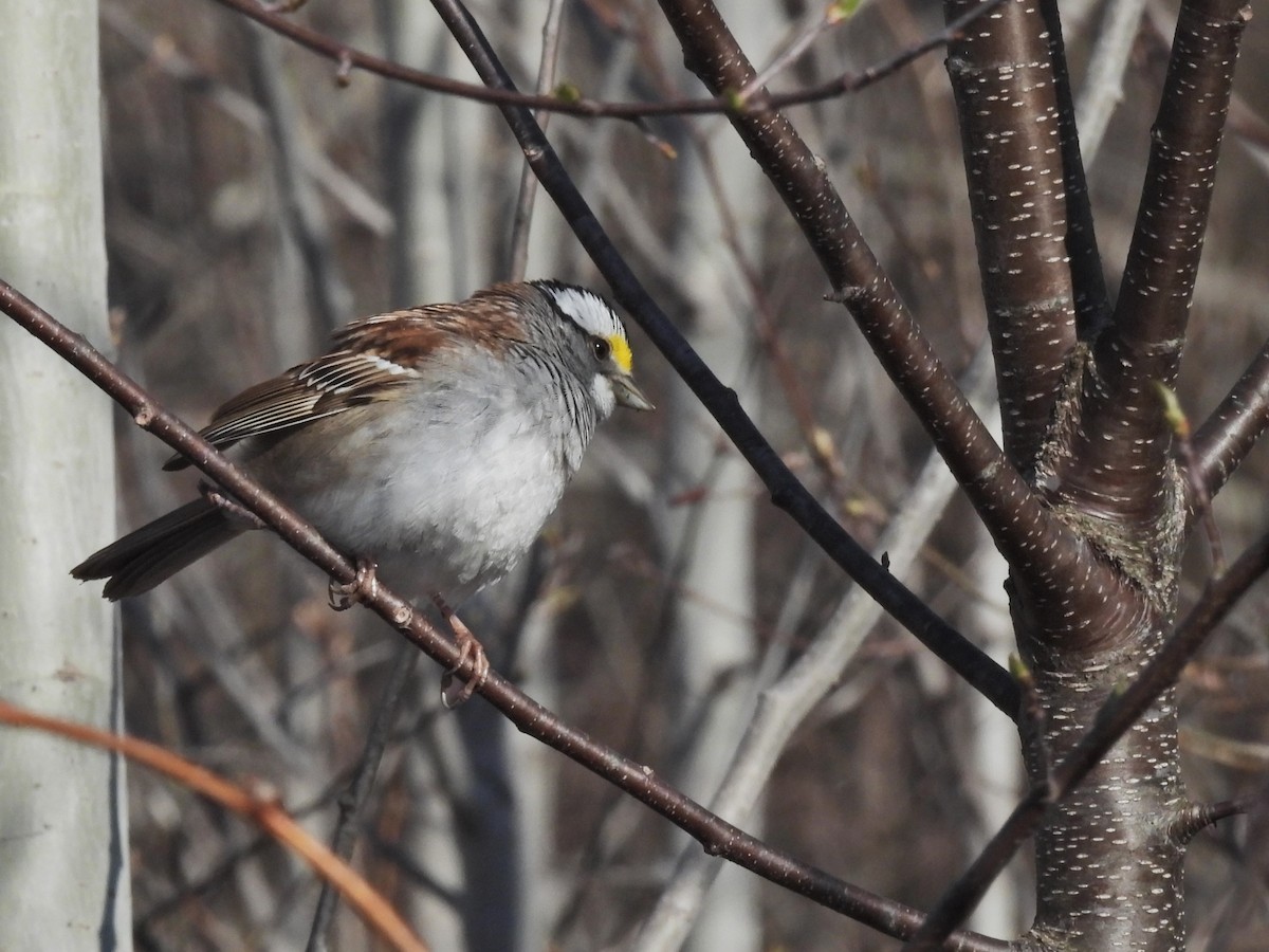 White-throated Sparrow - ML617931739