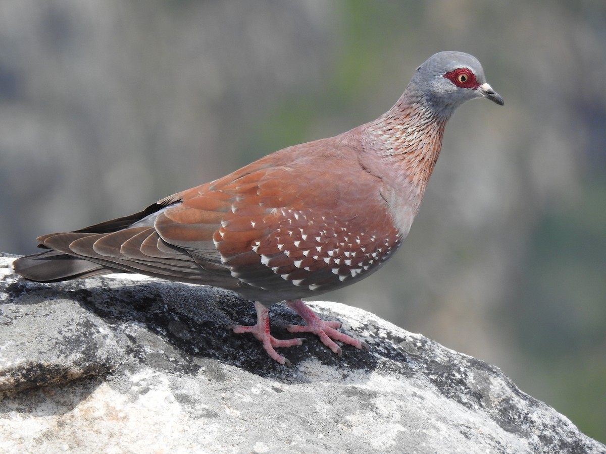 Speckled Pigeon - ML617931747