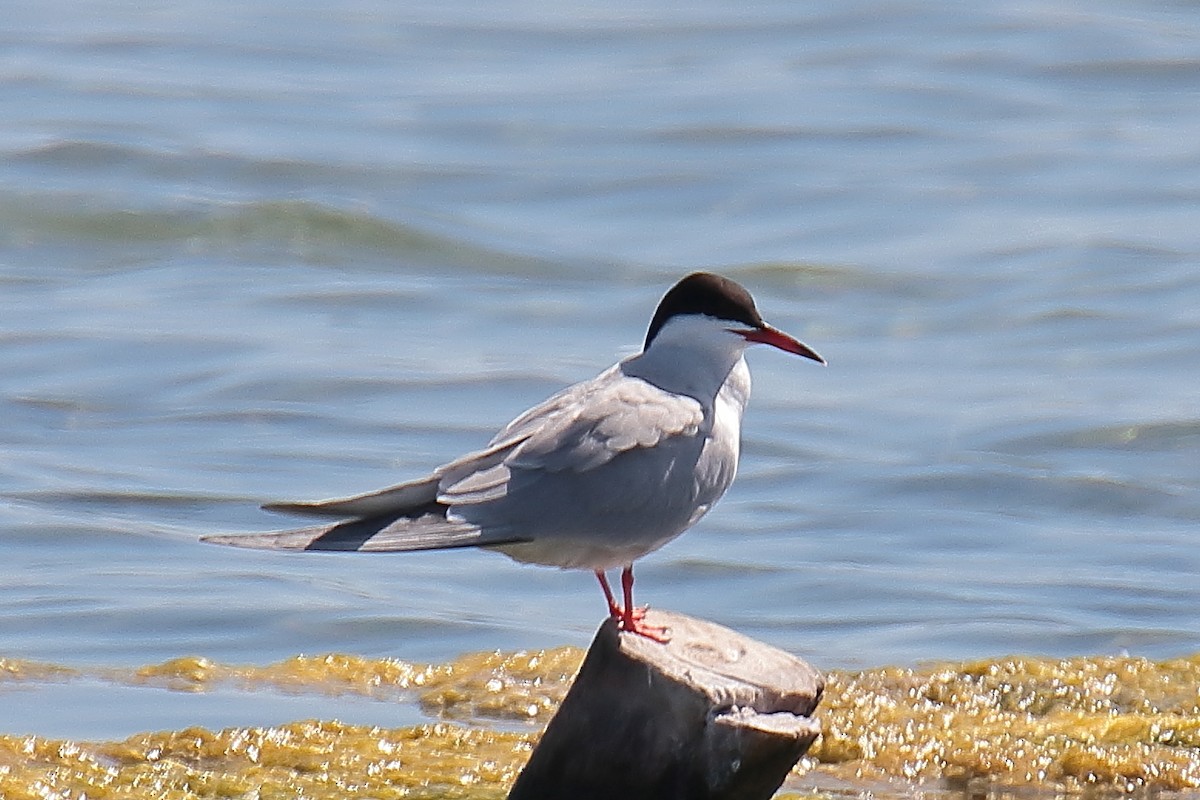Common Tern - Juan Sebastian Barrero
