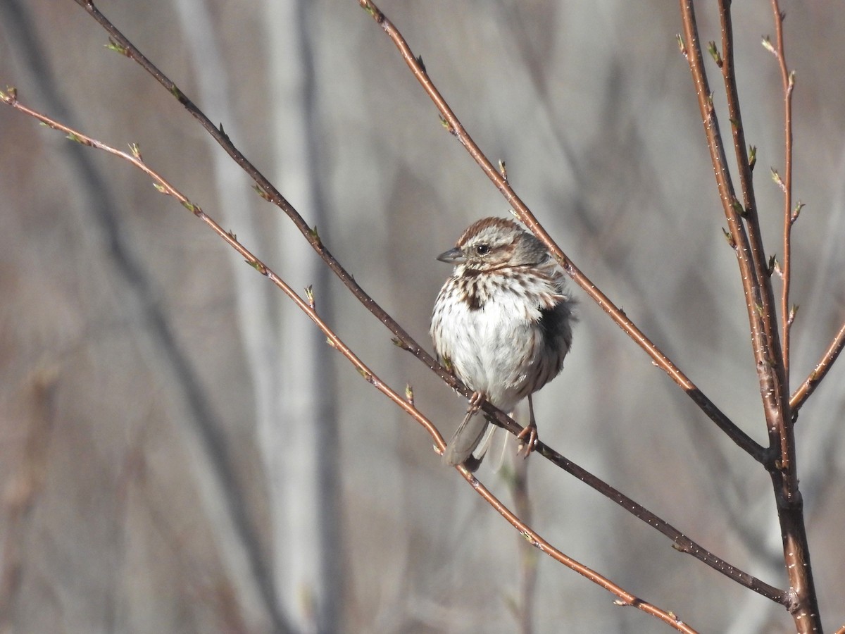 Song Sparrow - Normand Ethier