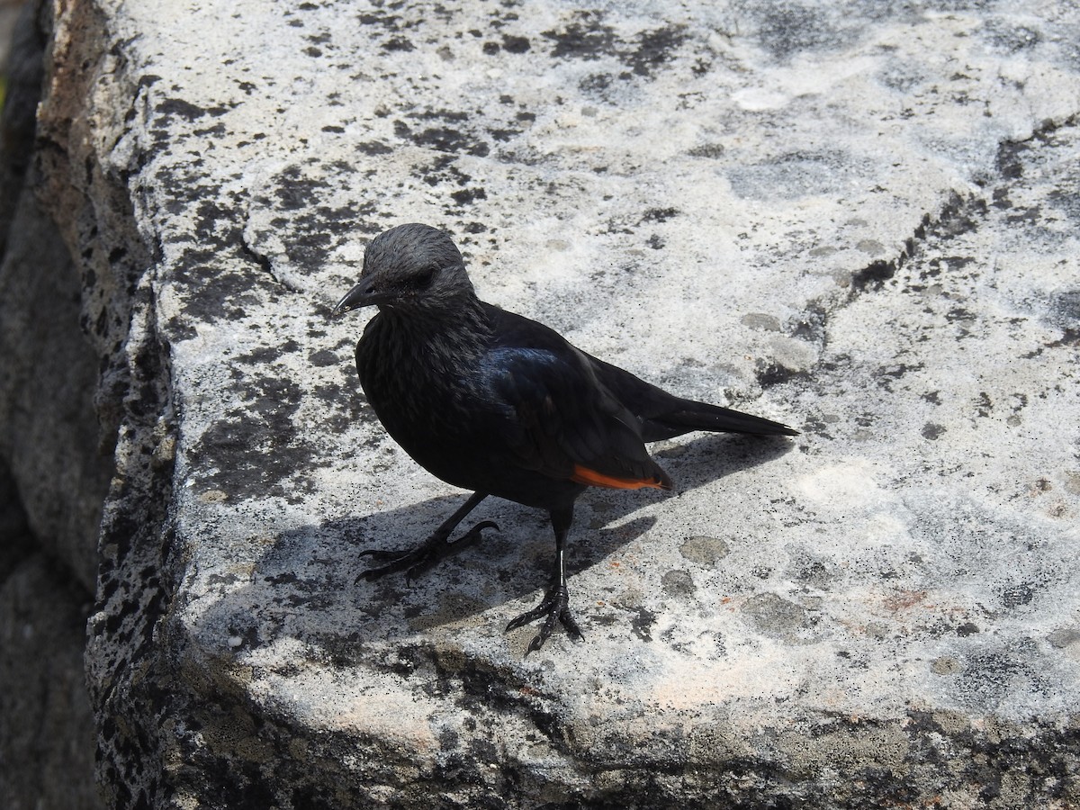 Red-winged Starling - ML617931817