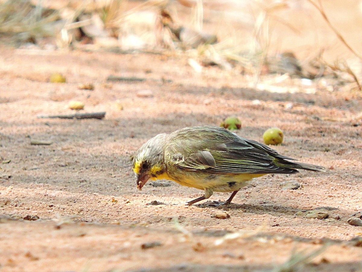 Yellow-fronted Canary - ML617931870