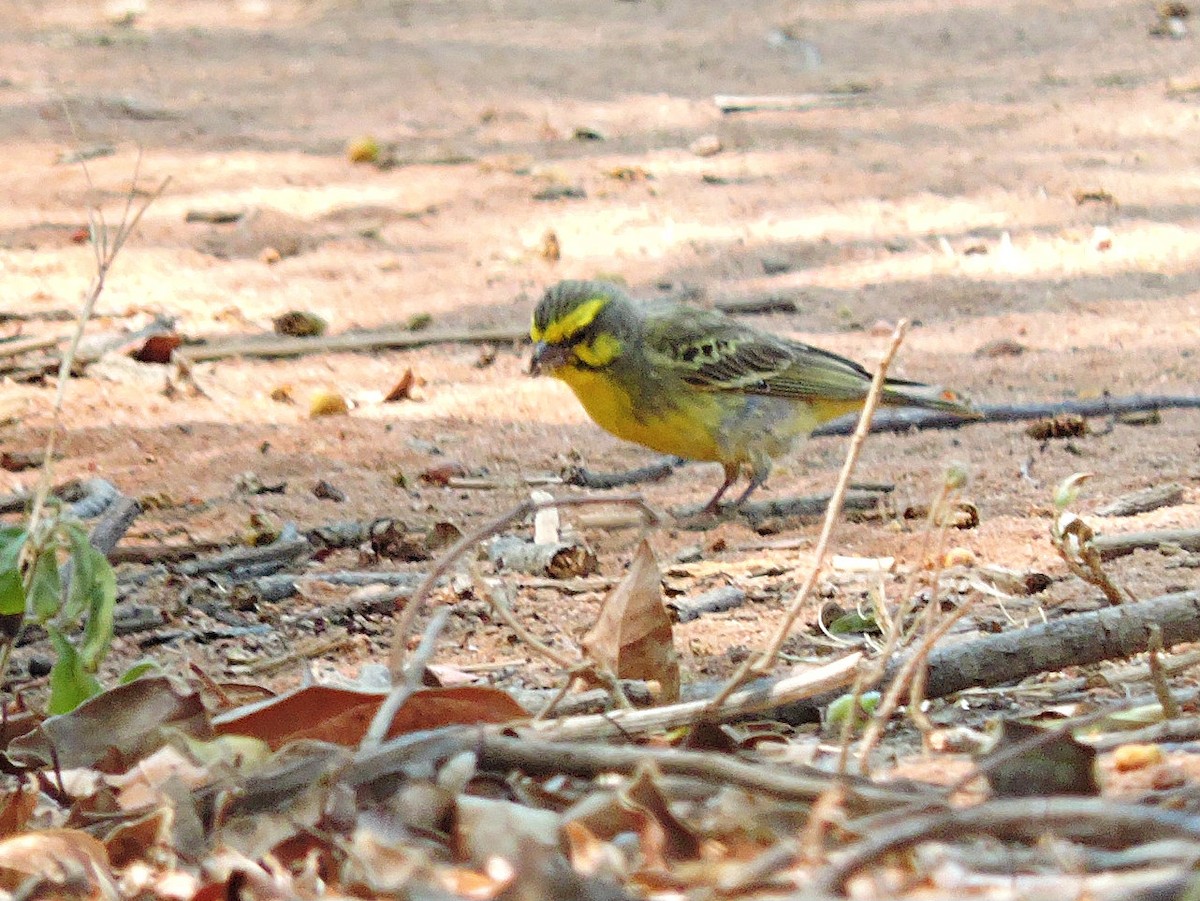 Yellow-fronted Canary - ML617931871